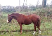 Ponette 2023 Welsh Part Bred SPORT