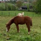 Ponette 2023 Welsh Part Bred SPORT