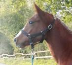 Ponette 2023 Welsh Part Bred SPORT