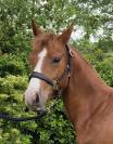 Ponette 2023 Welsh Part Bred SPORT