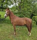 Ponette 2023 Welsh Part Bred SPORT