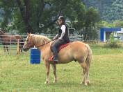 Hongre Haflinger 12 ans 150 cm