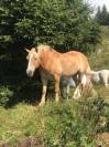 Hongre Haflinger 12 ans 150 cm