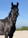 Ponette de sport taille D 5 ans – Le talent polyvalent!