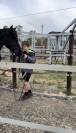 Ponette de sport taille D 5 ans – Le talent polyvalent!