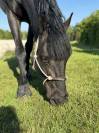 Ponette de sport taille D 5 ans – Le talent polyvalent!