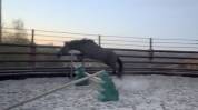 Ponette de sport taille D 5 ans – Le talent polyvalent!