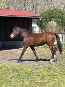 Très chic pouliche Welsh Cob