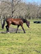Très chic pouliche Welsh Cob