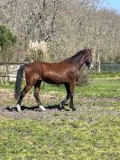Très chic pouliche Welsh Cob