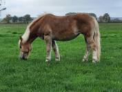 Donne jument Haflinger