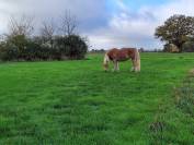 Donne jument Haflinger