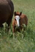 Merrie Franse rijpony PFS Te koop 2025 Vos ,  Qurack beauty fort