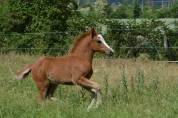 Merrie Franse rijpony PFS Te koop 2025 Vos ,  Qurack beauty fort