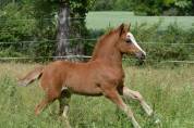 Merrie Franse rijpony PFS Te koop 2025 Vos ,  Qurack beauty fort