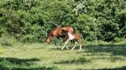 Mâle Welsh Part-Bred 
