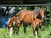 Mâle Welsh Part-Bred 