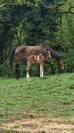 Mâle Welsh Part-Bred 