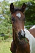 Mâle Welsh Part-Bred 