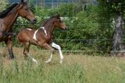 Mâle Welsh Part-Bred 