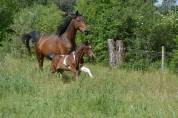 Mâle Welsh Part-Bred 