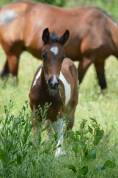 Mâle Welsh Part-Bred 