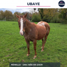 UBAYE - ONC - 16 ANS