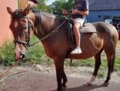 Cheval de randonnée