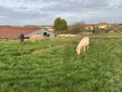 Pouliche welsh b de 2024