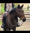 Poney D 
