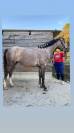 Ponette de sport 