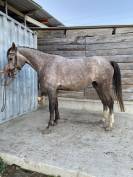 Ponette de sport 