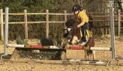 Ponette shetland Oncp