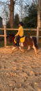 Ponette shetland Oncp