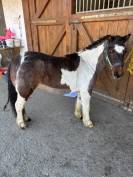 Ponette shetland Oncp