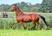 Vends pouliniére Akhal Teke