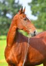 Vends pouliniére Akhal Teke