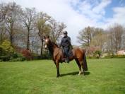 Vends pouliniére Akhal Teke