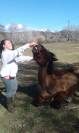Cheval de sport