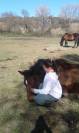 Cheval de sport