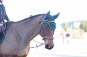 Cheval de sport