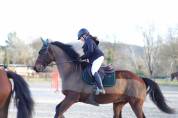 Cheval de sport