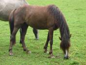 ponette connamara pp 6 points pace