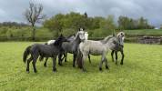 Hongre Connemara PP 3 ans Grand D