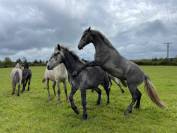 Hongre Connemara PP 3 ans Grand D