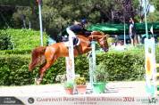 CAVALLO BELGA 2016