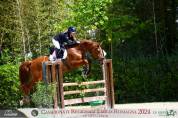 CAVALLO BELGA 2016