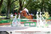 CAVALLO BELGA 2016