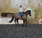 Cheval 4 ans PRE x Hanovrien