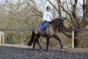 Cheval 4 ans PRE x Hanovrien